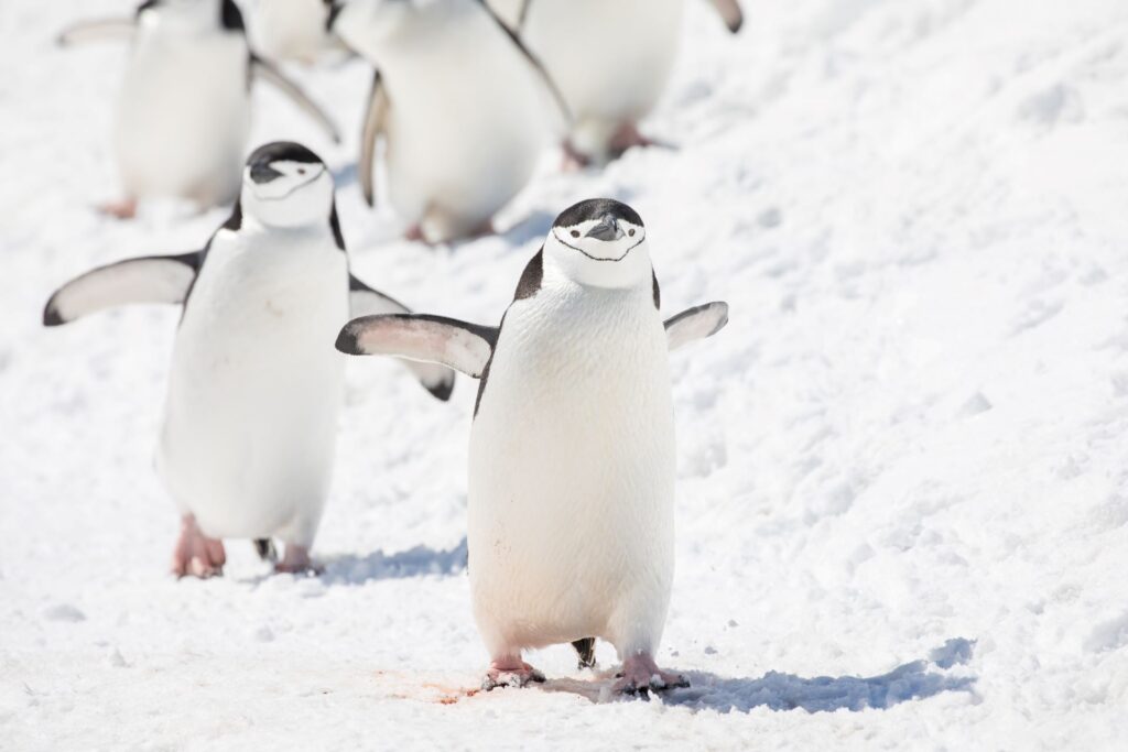 全球暖化拉警報！最新研究揭 18 種企鵝面臨複合極端氣候威脅　科學家急呼：保育刻不容緩